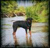 Rottweiler Foto: ...einfach mal probiert die stolze Dame noch n bisschen in Szene zu setzen. (ID 22078) Rottweiler Hund