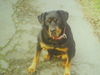 Rottweiler Foto: Mulle ist 9j.und immer noch eine süsse Maus!! (ID 37050) Rottweiler Hund