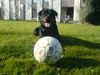 Rottweiler Foto (ID 37093) Rottweiler Hund