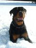 Rottweiler Foto (ID 17918) Rottweiler Hund