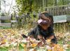 Rottweiler Foto: Asmus v.d. Nibelungen (ID 36770) Rottweiler Hund