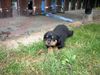 Rottweiler Foto: rotti-xenas welpe (ID 13747) Rottweiler Hund
