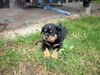 Rottweiler Foto: rotti-xenas welpe (ID 13748) Rottweiler Hund