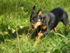 Rottweiler Hund