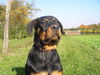 Rottweiler Hund