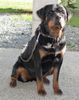 Rottweiler Foto: Onira V.Schloß Bertholdstein (ID 18237) Rottweiler Hund