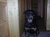 Rottweiler Foto: nix sehen (ID 7858) Rottweiler Hund