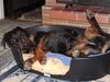 Rottweiler Foto: Verschlafen? (ID 1382) Rottweiler Hund