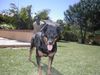 Rottweiler Foto: Gina wartet auf Ihren Tennisball (ID 7308) Rottweiler Hund
