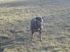 Rottweiler Foto: Traumhund (ID 7720) Rottweiler Hund