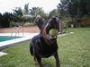 Rottweiler Foto: Gina's Lieblingsspiel (ID 7271) Rottweiler Hund