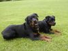 Rottweiler Foto: Magnum & Krümelchen (ID 1386) Rottweiler Hund