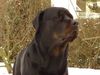 Rottweiler Foto: Troll (ID 29906) Rottweiler Hund