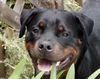 Rottweiler Foto: ist was? (ID 1383) Rottweiler Hund