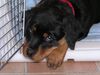 Rottweiler Foto: Donna (ID 10190) Rottweiler Hund