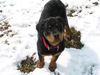 Rottweiler Foto: Donna (ID 10191) Rottweiler Hund