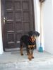Rottweiler Foto: Donna (ID 10192) Rottweiler Hund