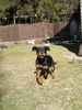 Rottweiler Foto: Donna im (ID 10193) Rottweiler Hund
