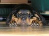 Rottweiler Hund