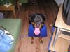 Rottweiler Foto: ziehmlich heiß heute (ID 14717) Rottweiler Hund
