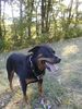 Rottweiler Foto: ein schöner Hund (ID 7723) Rottweiler Hund