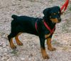 Rottweiler Foto: Phoebe mit nicht ganz 4 Monaten (ID 8220) Rottweiler Hund
