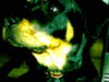 Rottweiler Hund