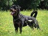 Rottweiler Hund