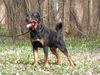 Rottweiler Foto: Benno von der Hansestadt Bremen (ID 31359) Rottweiler Hund