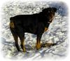 Rottweiler Foto: Mein dicker im Schnee (ID 39909) Rottweiler Hund