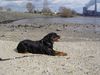 Rottweiler Foto: Andra vom Bislicher Damm (ID 10400) Rottweiler Hund
