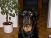 Rottweiler Foto: mein süßer (ID 28052) Rottweiler Hund