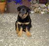 Rottweiler Hund