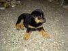 Rottweiler Hund