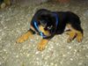 Rottweiler Hund