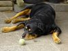 Rottweiler Hund