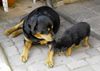 Rottweiler Hund