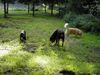 Rottweiler Hund