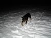 Rottweiler Hund