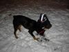 Rottweiler Hund