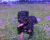 Rottweiler Foto (ID 32212) Rottweiler Hund