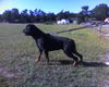 Rottweiler Foto: Jojo (ID 32981) Rottweiler Hund