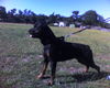 Rottweiler Foto: Jojo (ID 32980) Rottweiler Hund