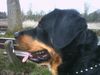 Rottweiler Hund