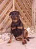 Rottweiler Foto: Ronja - die Räubertochter (ID 13890) Rottweiler Hund
