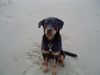 Rottweiler Foto: Rambo im Urlaub, an der Nordsee ! (ID 15244) Rottweiler Hund