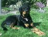 Rottweiler Foto: Unser Rotti-Mix Rambo ... Süß, oder ? (ID 15240) Rottweiler Hund