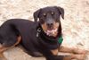 Rottweiler Foto: Griiiiiiiiiiiiiiiiiiiiiiiins mal Rambo! (ID 15243) Rottweiler Hund