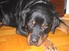 Rottweiler Foto: 0CH BIN MÜDE (ID 19071) Rottweiler Hund