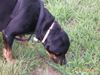 Rottweiler Foto (ID 18868) Rottweiler Hund